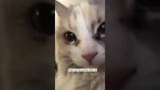 Michi drama #gatoschile #gatos #michis #adoptanocompres