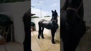 Cavallo frisone