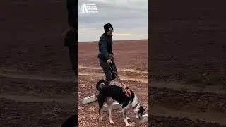 Conservation Detection Dogs in Action, Animal Nature Future month 2024