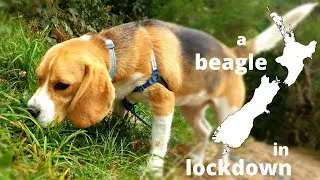 Picture diary of a Beagle: one month in lockdown