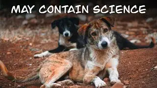 Did radiation give the dogs of Chernobyl superpowers?