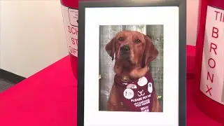 Furry Employees Transform Forest Hills Public Schools Learning Environment One Paw at a Time