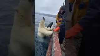 🐳 Orca Whale Saves Fishermen From Polar Bear Incredible Rescue Story #Wildlife #Orca #Rescue