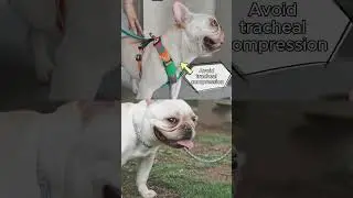 Is Your Dog's Leash Hurting Their Breathing? Here&rsquo;s the Safer Solution for Bulldogs & Pugs! 🐶💨💡