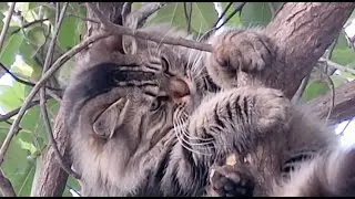Mi Peluche Viviente&rdquo;&bull; Gatito Travieso Descubre el Mundo Desde un &Aacute;rbol #CuteAnimals #GatitoTierno