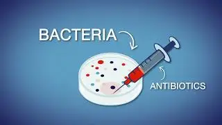 Mutation and Antibiotic Resistance | Fast Forward Teachable Moments