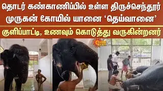 Tiruchendur Murugan temple | Elephant | Deivanai | Food | Bath | Continuous monitoring | Sun News