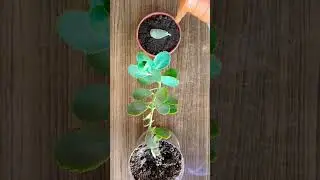 Propagation of Kalanchoe Fedtschenkoi Plant from Leaf #propagation #kalanchoe #plantcare