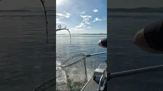 San Juan Island Lingcod #fishing #lingcod #pugetsound #sanjuanislands #fish #outdoors #pnw