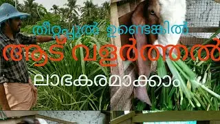 Co3 grass തീറ്റപ്പുൽ കൃഷി