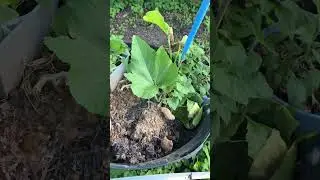 Squash Plant Update: Vine Borer Method Working (So Far!)