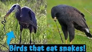 BATTLE OF THE SKY PREDATORS: SNAKE-EATING BIRDS VS BONE-CRUSHING HUNTERS!