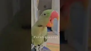 Pheewww 😴🤭 #farahsparrot  #photographer #parrotsofyoutube #trending #viralvideo #funny #foryou #fy