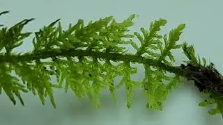 Zoom in on Thuidium delicatulum, delicate fern moss.