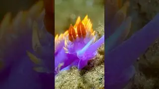 Spanish shawl nudibranch in Monterey, California💜🧡 #marinebiology #scuba #scubadiving #explore