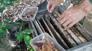 &ldquo;Daily Beekeeping Routine | Taking Care of My Honey Bees&rdquo;