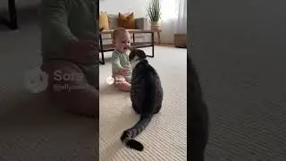 Baby Smacked By Cat