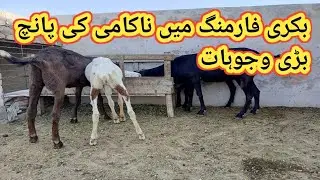 (634) Reason behind Loss in Goat farming/Bakri farming me nakami ki wajohaat