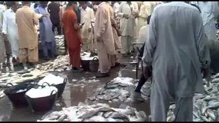 Karachi Fishri.flv
