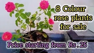 8 Colour rose plant for sale by @RVGarden-msv.