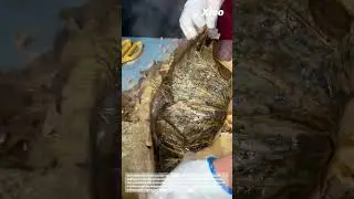 Secrete mud-baked chicken: Chinese traditional roast chicken, lotus leaf and soil