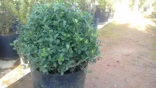 poda de formação e manutenção em buxinho