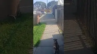 Sunday mid morning walk and play day..(Mary Jane & Miss Dinky)