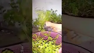 White & Black Mint Cutting/Fresh Mint Regrowth 🌿🌱