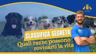 🐶 Il tuo cane è quello giusto per te? Le razze che ti cambiano la vita (in bene o in male)