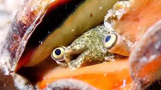Conch Showing Its Eyes Looks Like Something From A Sci-fi Film