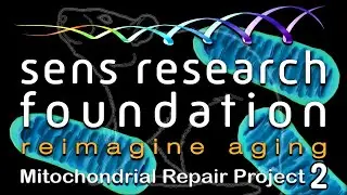 SENS Research Foundation &mdash; Проект MitoMouse | Lifespan.io Кампания по сбору средств