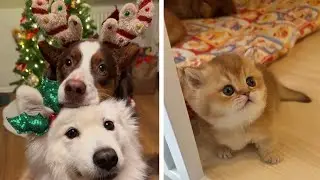 Cute And Funniest Pets Moments 😍| Aww So Cute Animals Compilation