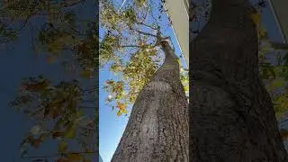 Autumn Reflections: The Philosophy of Letting Go #autumn #tree #leaves #philosophy #garden #seasons