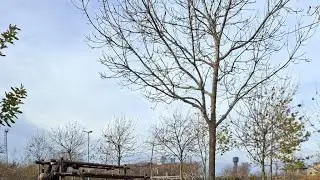 Relaxing Nature LIVE 🌿 Forest, River & Mountain Sounds