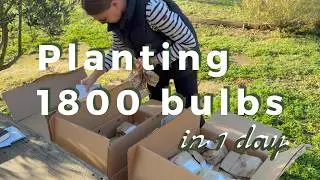 How I Planned & Planted 1,800 Spring Bulbs in One Day | Step-by-Step Garden Design