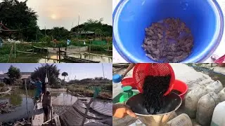 Garden farm life | Harvest frogs and fish, sell to traders, farm models, countryside vlog