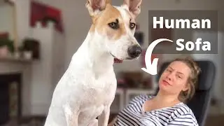 7 THINGS I wish I knew before adopting a STREET DOG