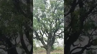 My Farm