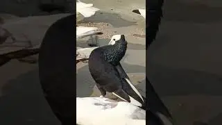Mukhi pigeon Top quality #funny #pigeon #kabootar #kabutar #birds #pigeonpigeon #pigeonpigeon