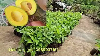 Chuẩn bị bơ thực sinh ghép Bơ tết cho ae đặt giống 