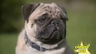 FUNNIEST DOG EVER 🐶😍😂#dogs #trendingdogs  #pets #comedyflix #doglover