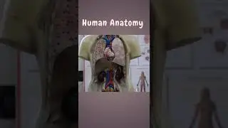 Human Anatomy Model