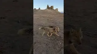 Rarest Fox With the Strangest Square Face Ever 🦊😭#viral #shorts #wildlife