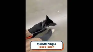 A perfect heel from the perfect pup! 🐶