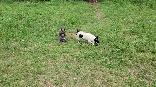 Steele  playing in the yard with Diva and Purple Monkey