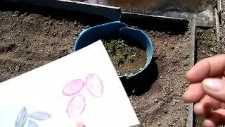Кустарник гуми. Дружные всходы из семян. Пересадка