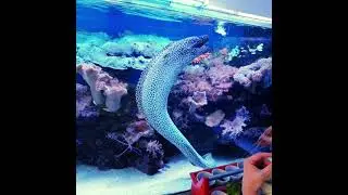 Leopard moray in a reef tank