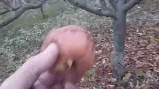 Rezidba jabuke