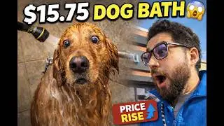 Bruno Ka $15.75 Ka Bath | Pet Value Dog Wash Experience | Punjabi Family Vlog | Vlog 019
