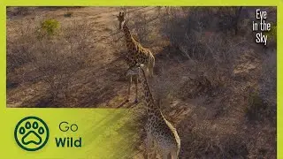 Sahara Desert to the Serengeti | Eye in the Sky 1/5 | Go Wild